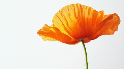 A stunning orange poppy flower stands tall, illuminated by warm sunlight as its petals unfurl gracefully