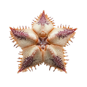 Sand star (Astropecten irregularis) isolated on transparency background
