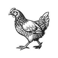 Hen vector illustration, detailed vector, isolated on a white background