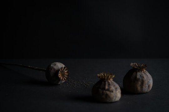 Mohn af dunklen Hintergrund mit Mohnsamen