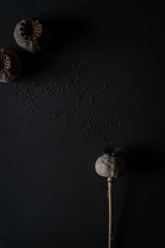 Mohn af dunklen Hintergrund mit Mohnsamen