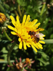 Busy bee collecting nectar from bright yellow dandelion flower in sunny garden during springtime