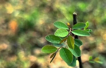 green leaves on a branch