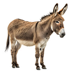 donkey against a transparent background