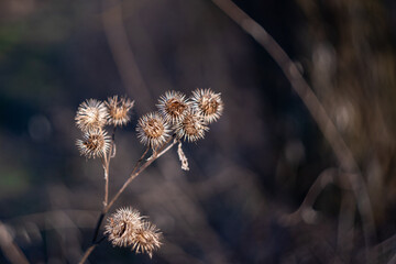 Greater burdock fruit in early spring
