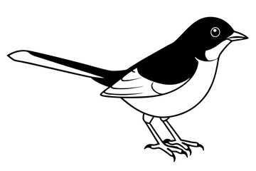nightingale line art silhouette vector illustration