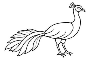 peacock line art silhouette vector illustration