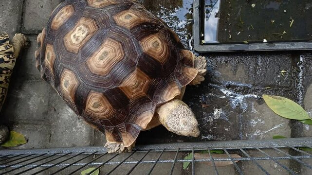 A close-up view of an African spurred tortoise walking inside an outdoor enclosure, highlighting its distinctive geometric shell pattern and sturdy limbs.