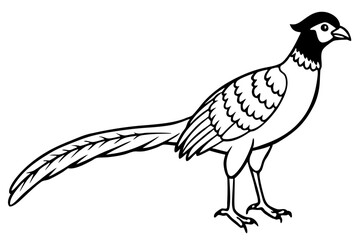 pheasant line art silhouette vector illustration