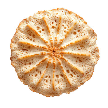Sea biscuit (Clypeaster subdepressus) isolated on transparency background