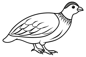 quail line art silhouette vector illustration