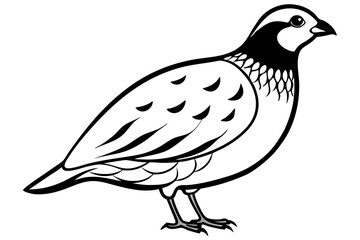 Obraz premium quail line art silhouette vector illustration
