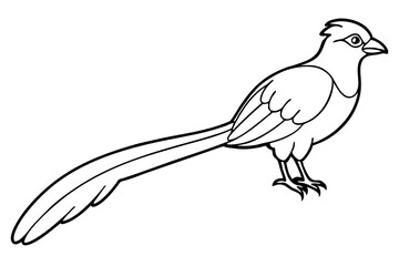 quetzal line art silhouette vector illustration