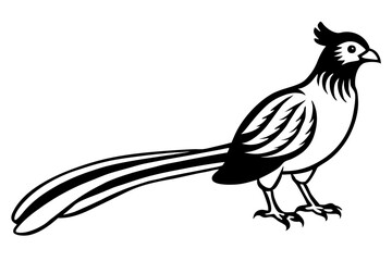 quetzal line art silhouette vector illustration
