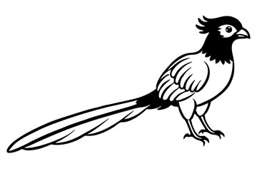 quetzal line art silhouette vector illustration