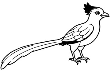 quetzal line art silhouette vector illustration