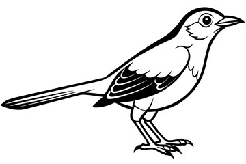 thrush line art silhouette vector illustration