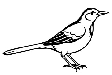 thrush line art silhouette vector illustration