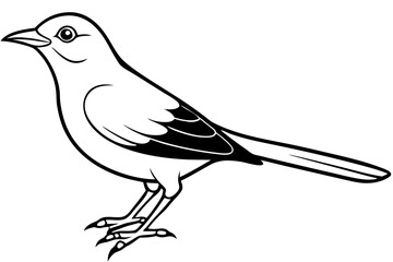 thrush line art silhouette vector illustration