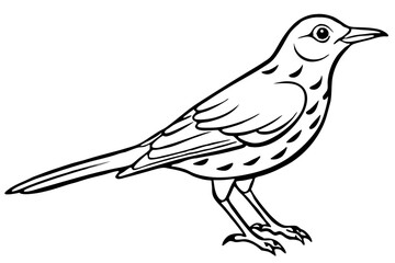 thrush line art silhouette vector illustration