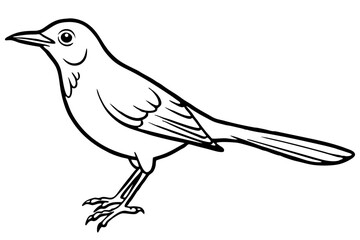 thrush line art silhouette vector illustration