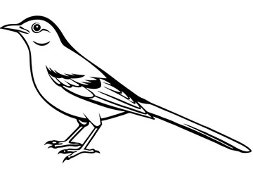 thrush line art silhouette vector illustration