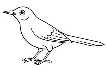 thrush line art silhouette vector illustration