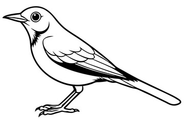 thrush line art silhouette vector illustration