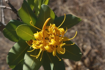 Close-up photo of a yellow flower