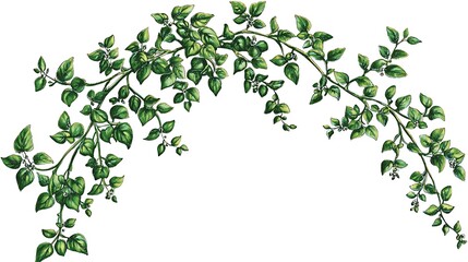 Curving Green Branch and Leaves Arrangement, Decoration, Illustration, Design Element