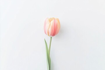 Fototapeta premium single vibrant tulip blossom in full bloom on white background letting its vivid colors contrast strikingly surrounded
