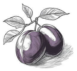 Śliwka ilustracja