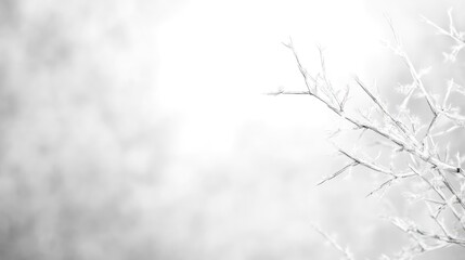 Obraz premium Winter frost-covered branches. Soft, grayscale image of delicate branches coated in frost, with a blurred background of trees and winter landscape