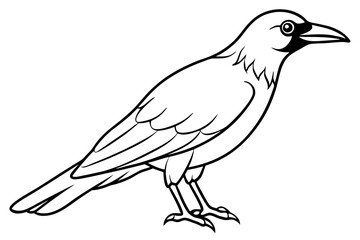 crow line art silhouette vector illustration