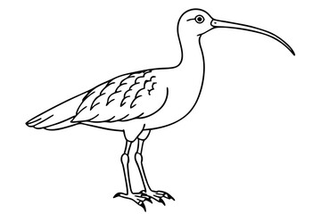 curlew line art silhouette vector illustration