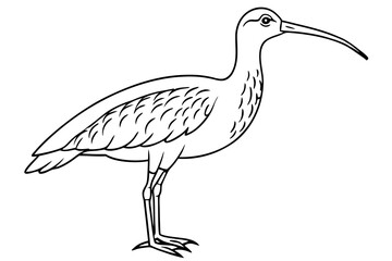 curlew line art silhouette vector illustration