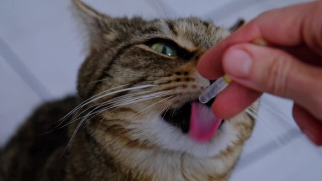 The cat drinks medicine from a pipette - pet treatment at home, veterinary medicine. Feeding a sick animal, nutrition, vitamins, milk, liquid food for digestive and gastrointestinal problems