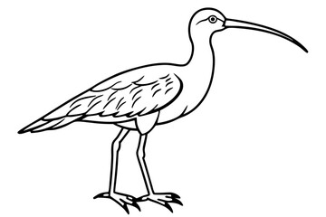 curlew line art silhouette vector illustration