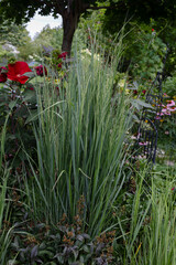 Northwind ornamental grasses, Pillars of olive blue-green blades provide strong vertical form - great as an accent or in a row for screening provide privacy in this suburban garden