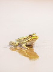 The frog sits on the sand on the shore of the lake. Beautiful wildlife landscape with place for text. The concept of protecting wildlife and ecology.