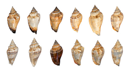collection of beautiful shells isolated element