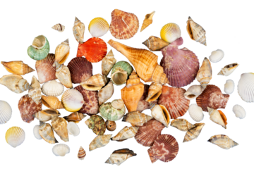 bunch of shells collection isolated