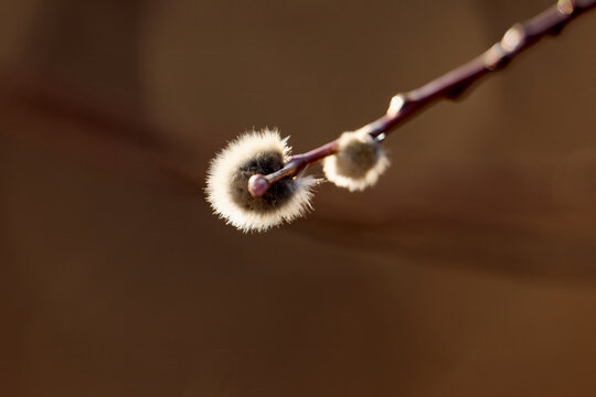 Pussy willow branch with catkins