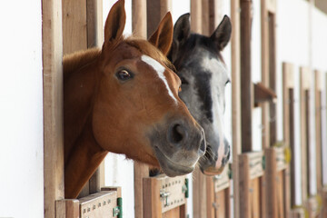 Curious Companions: Horses Peering from Their Stables