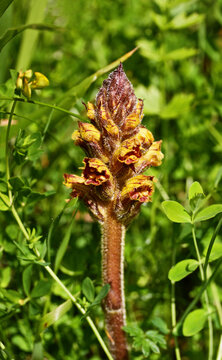 Orobanche gracilis plant close-up, showcasing unique parasitic plant species with intricate details and natural beauty