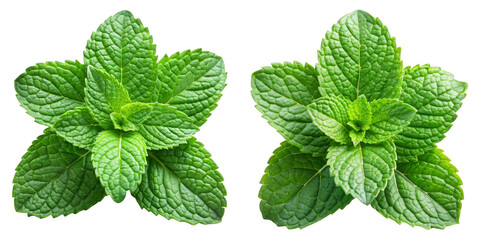 Two Sprigs of Fresh Mint, Isolated on Transparent Background, Herb, Culinary, Aromatic, mint, herb, leaves