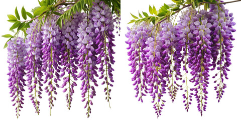 Two Wisteria Vines, Purple Flower Clusters, Isolated on Transparent Background, Spring Floral Composition, Wisteria, Floral, Spring © Stock Spectrum