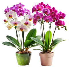 Two Phalaenopsis Orchids in Pots, Isolated on Transparent Background, Flower Arrangement, Houseplant, orchid, phalaenopsis, plant