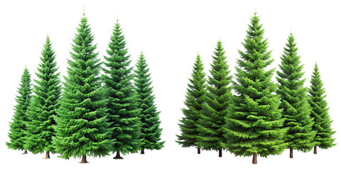 Two Groups of Evergreen Trees, 3D Render, Isolated on Transparent Background, Conifer, Forest, Coniferous, Evergreen, Nature