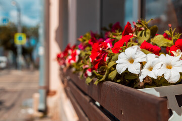 A wooden bench with a flower pot on it
